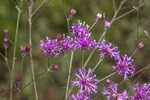 Tall ironweed